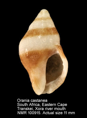 Orania castanea (2).jpg - Orania castanea (Küster,1859)